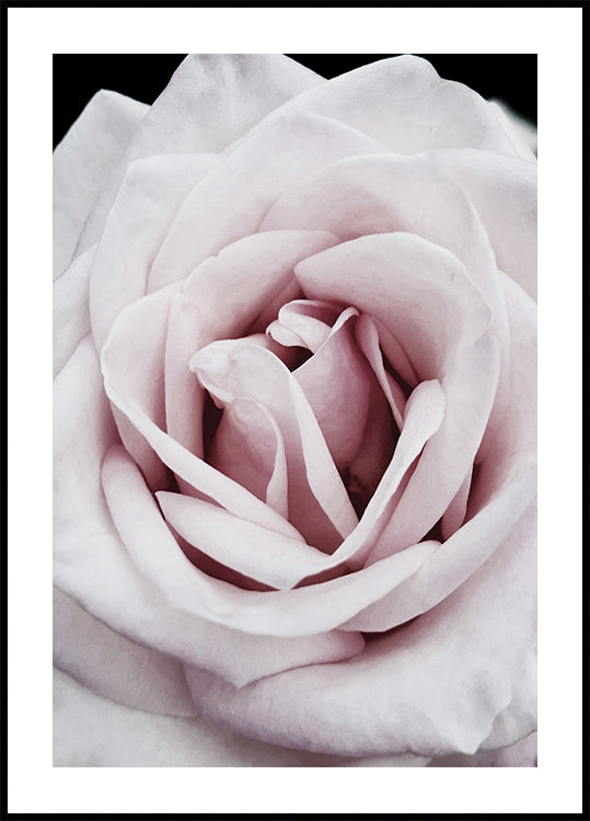 Pink Rose Plakat - Posterbox.dk