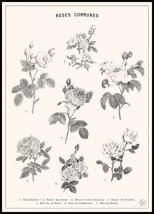 Il manifesto di Rosa