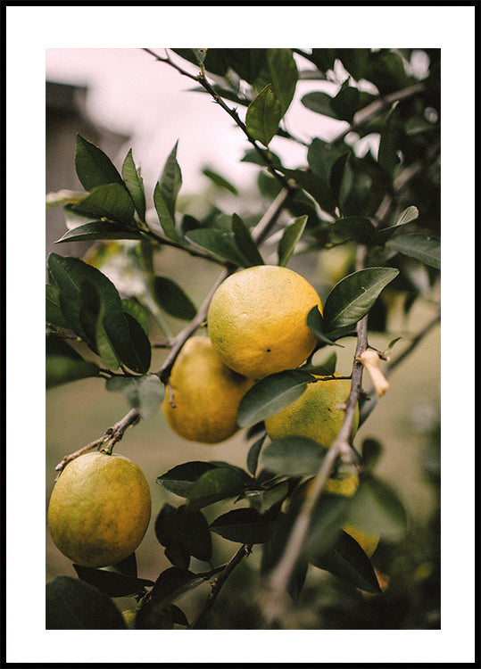 Poster di albero di limoni 