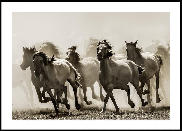 Cavallo