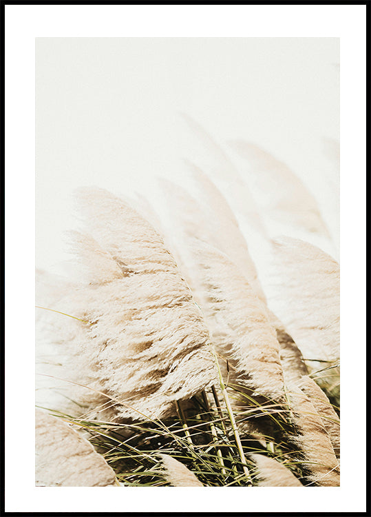 Pampas Grass Plakat - Posterbox.dk