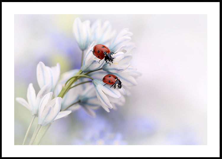 Coccinelle