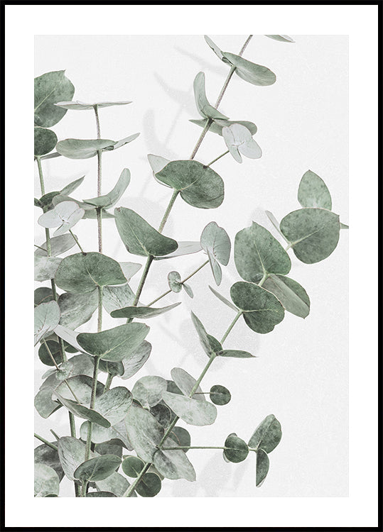 Poster di eucalipto n. 2