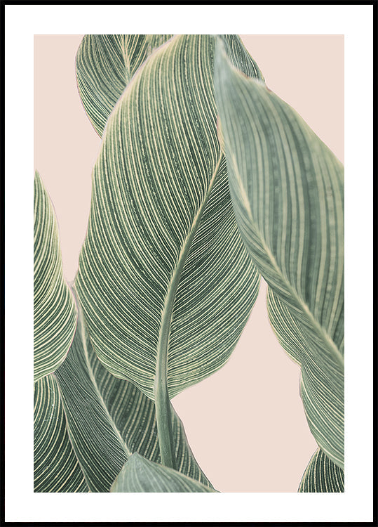 Foglia di Calla