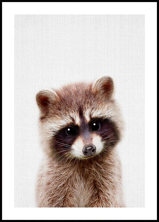 Poster del procione Peekaboo