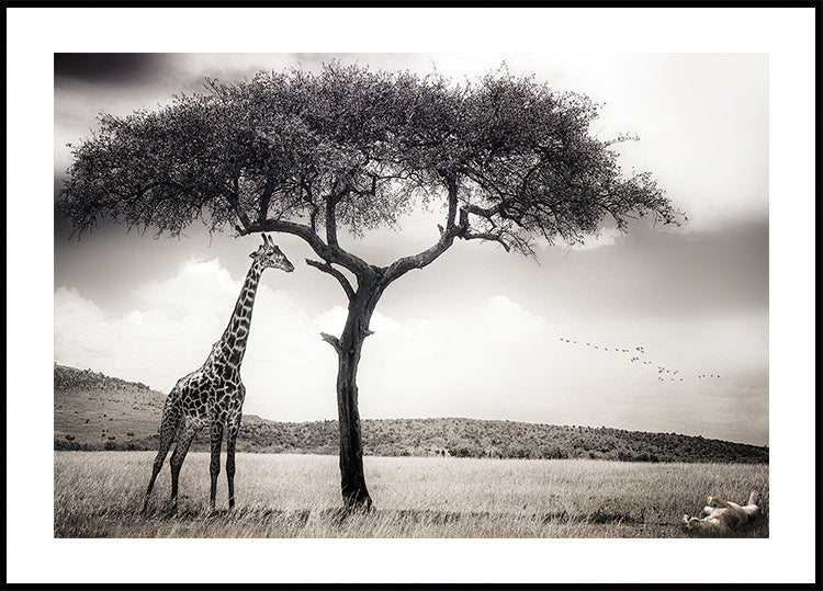 sotto il sole africano Poster