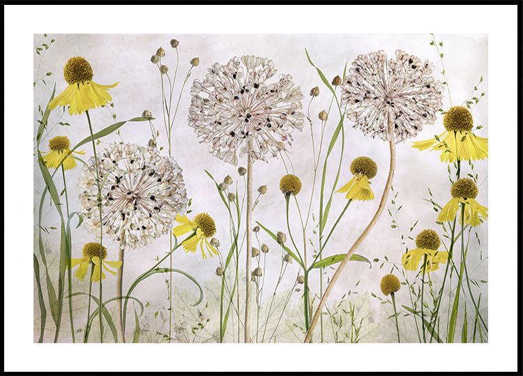 Poster di Allium ed Helenium