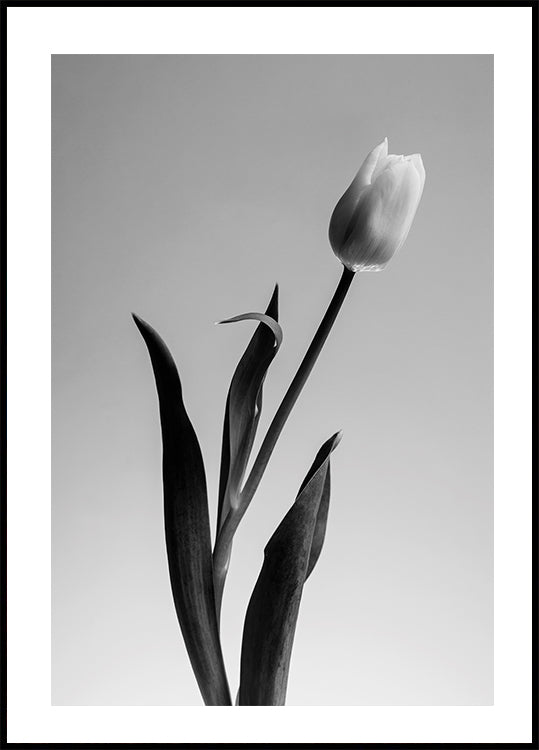 Serendipity Plakat - Posterbox.dk