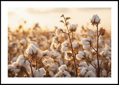 Poster di fiori di cotone al tramonto