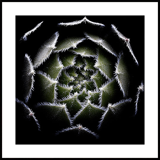 Poster della rosetta Sempervivum