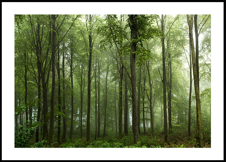 Foresta...