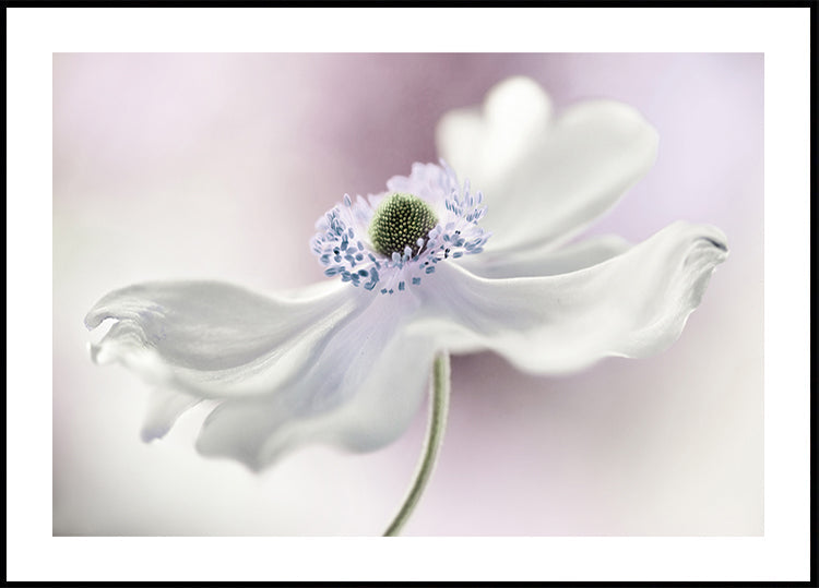 Poster di brezza di anemone