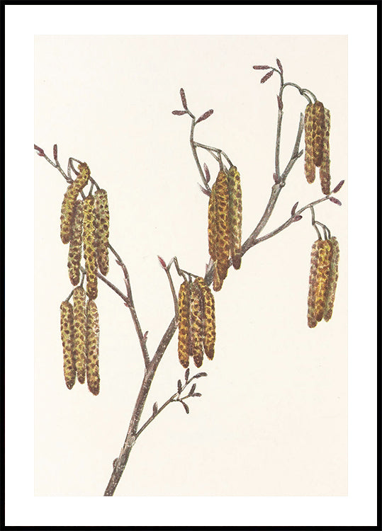 Hazel Alder (alnus Regosa) da North American Wildflowers (1925) di Mary Vaux Walcott. Manifesto
