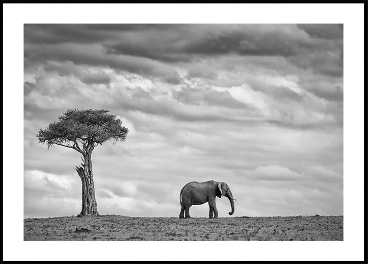 Paesaggio dell'elefante