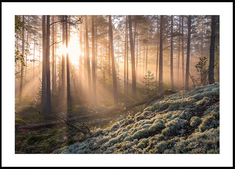 Nebbia nella foresta con muschio bianco in primo piano Poster