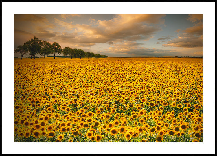 Girasoli