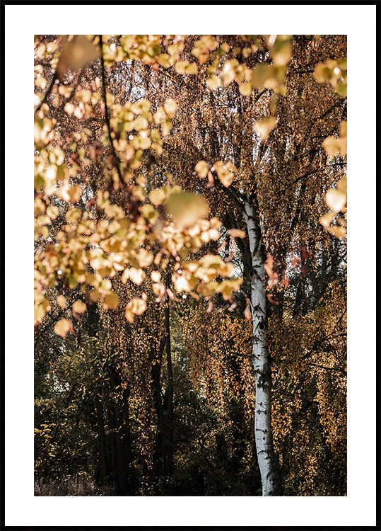 Betulla autunnale