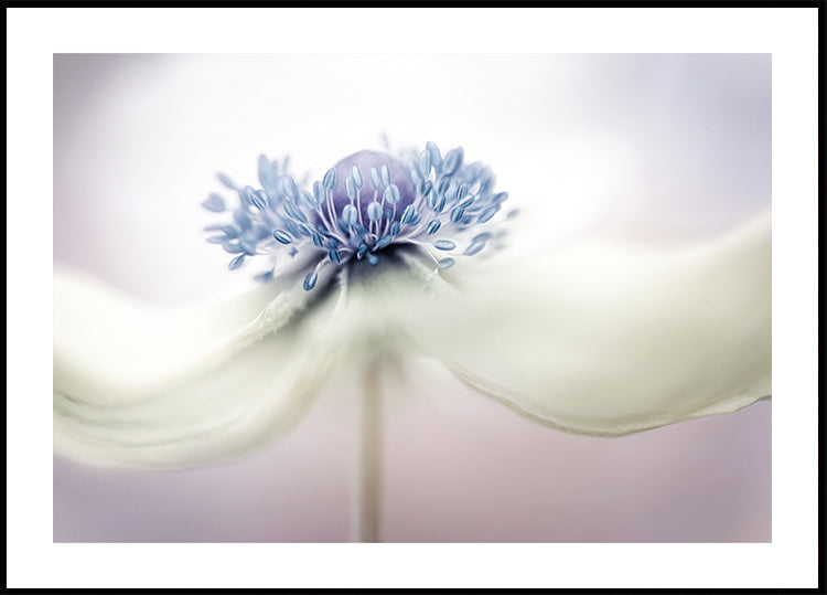 anemone Poster