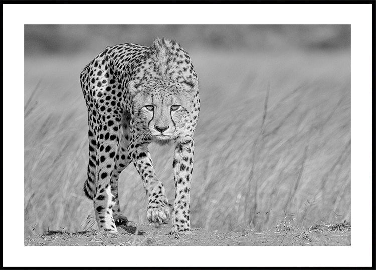 Predatore concentrato