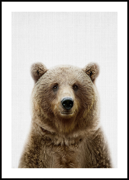 Poster dell'orso Peekaboo