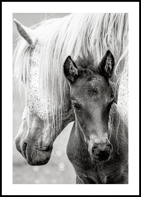 Il poster del puledro