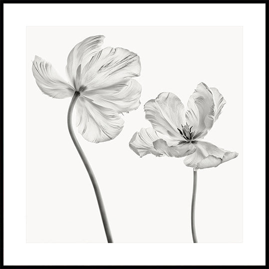 Stesso poster del tulipano