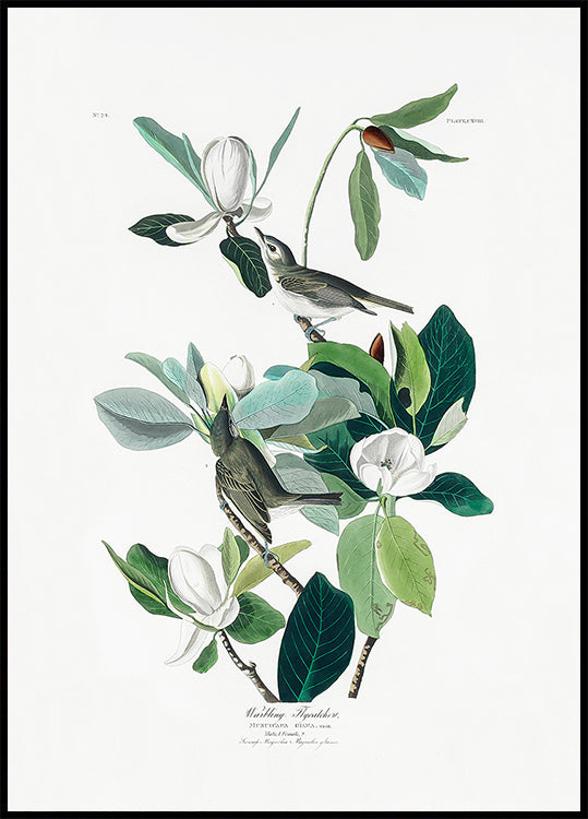 Pigliamosche gorgheggiante di Birds of America (1827) Poster