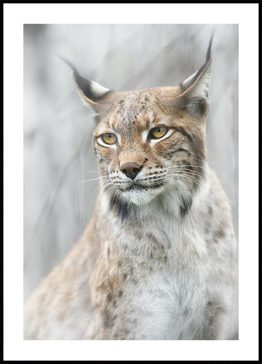 Poster Ritratto di lince nella nebbia
