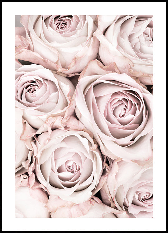 Rose rosa n. 01