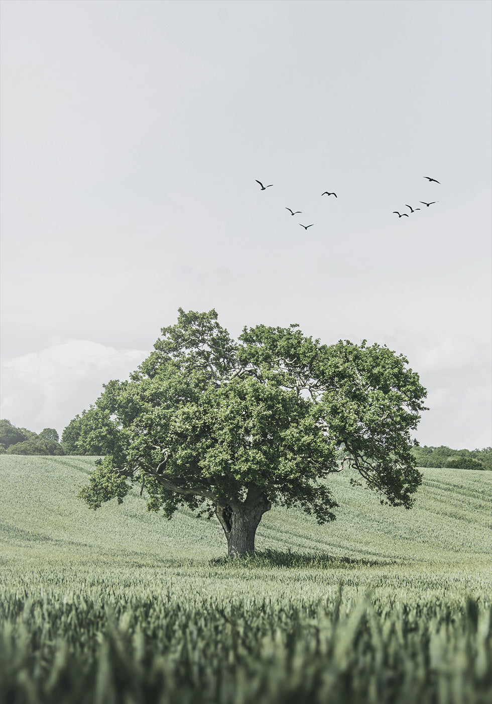 Green Tree In The Field Plakat - Posterbox.dk