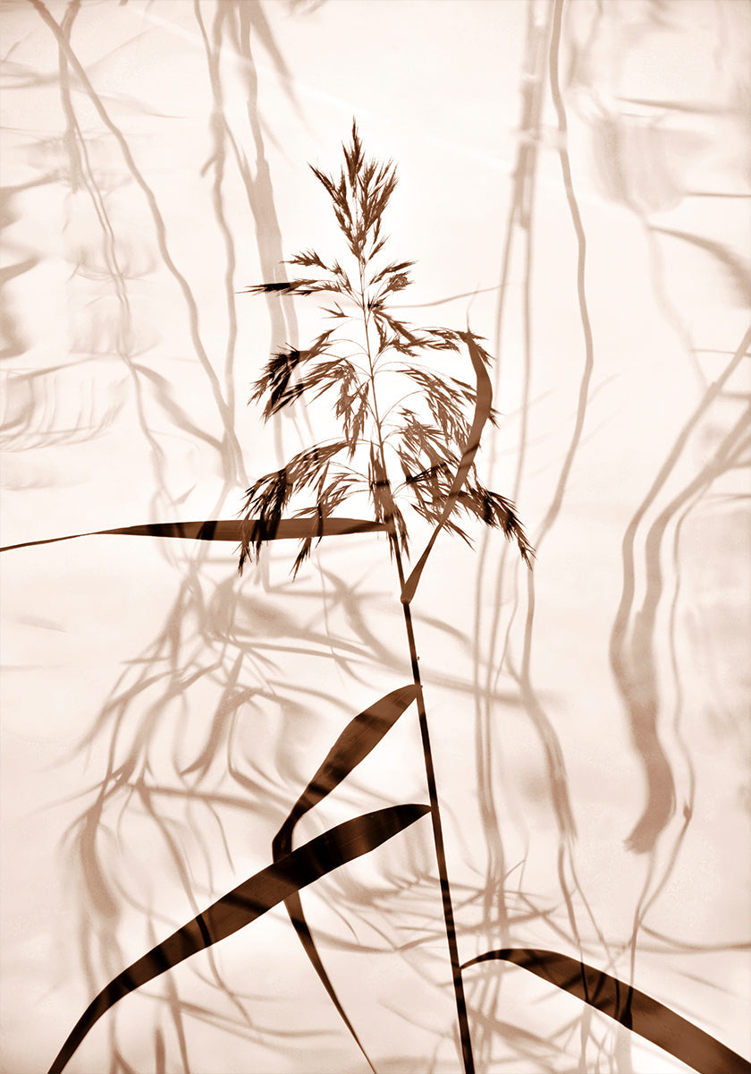 Poster di riflessione di canna