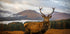 Scottish Stag Plakat - Posterbox