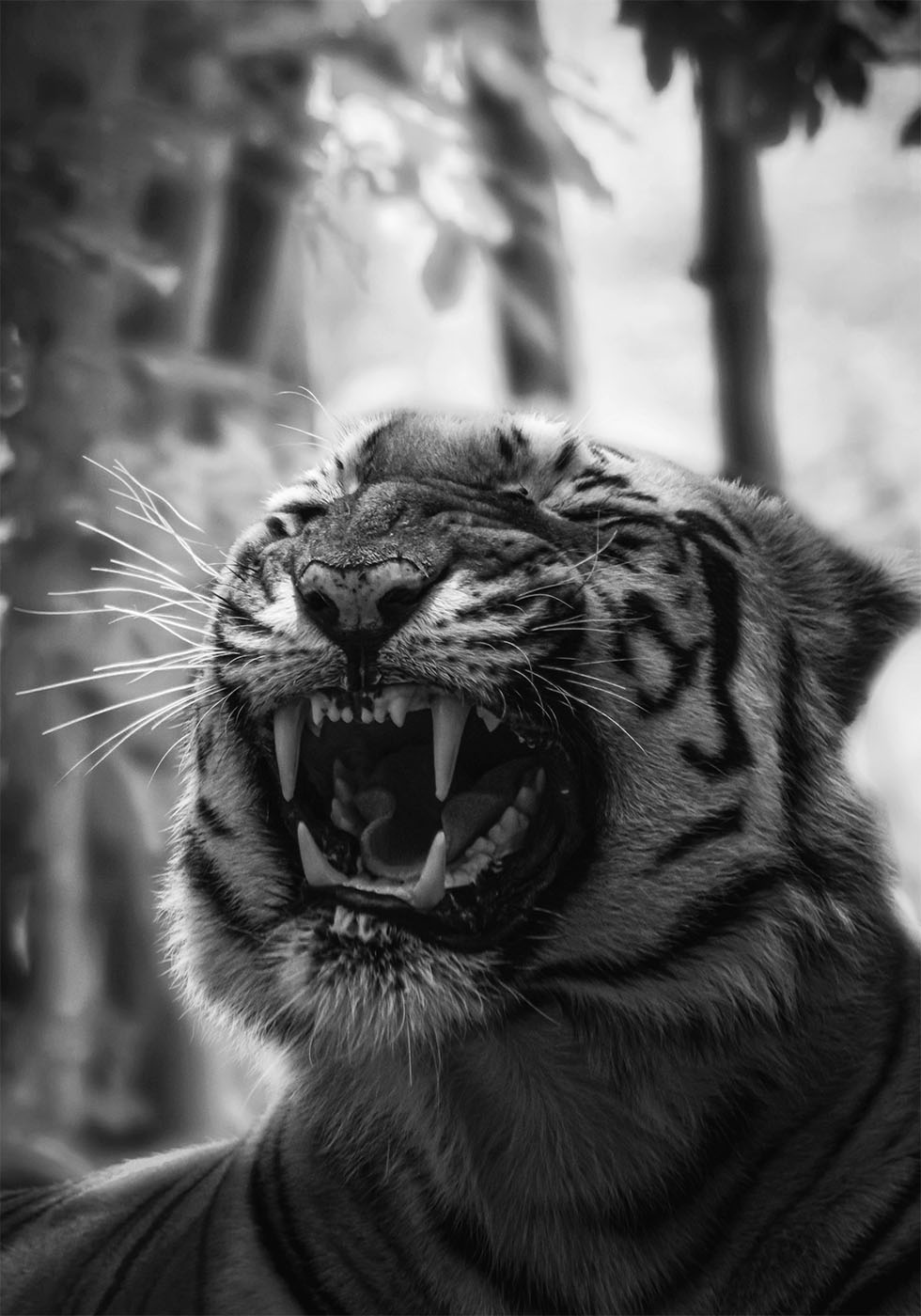 Angry Tiger Plakat - Posterbox.dk