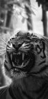 Angry Tiger Plakat - Posterbox.dk