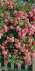 Cannon Beach Blooms (NEW) - Posterbox