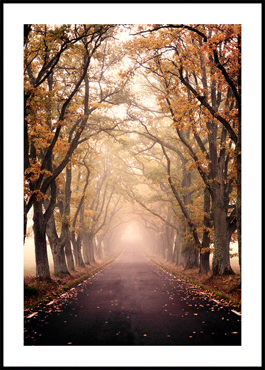 Autumn Avenue Plakat - Posterbox