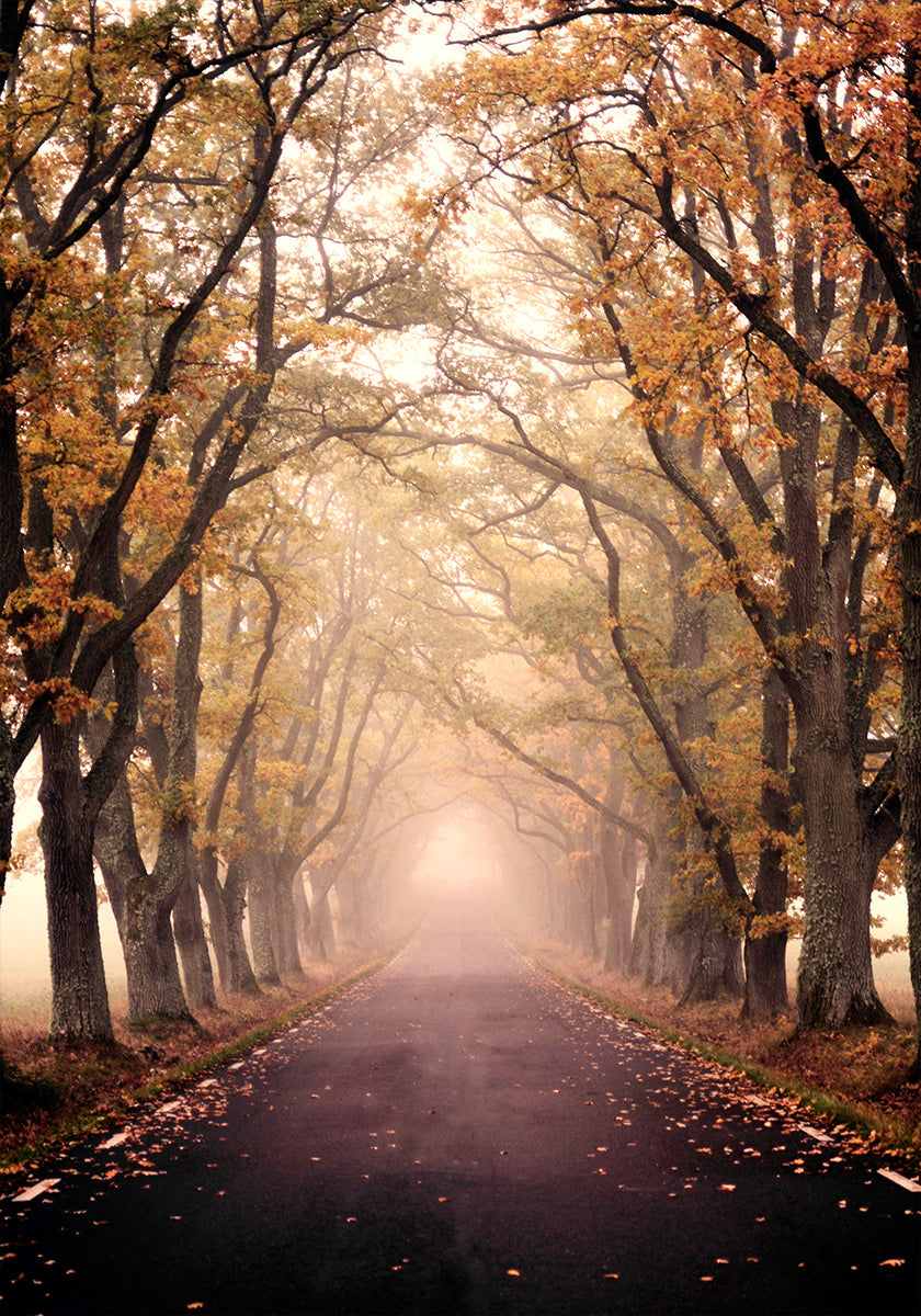 Autumn Avenue Plakat - Posterbox