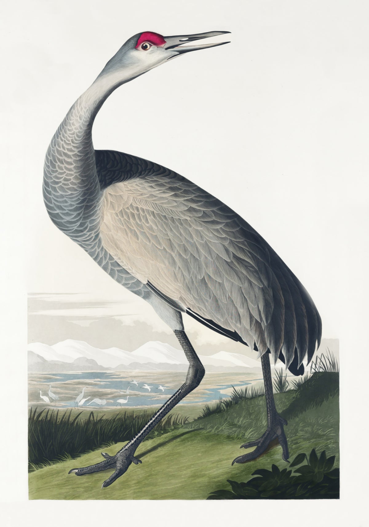 Gru convulsa da Birds of America (1827)