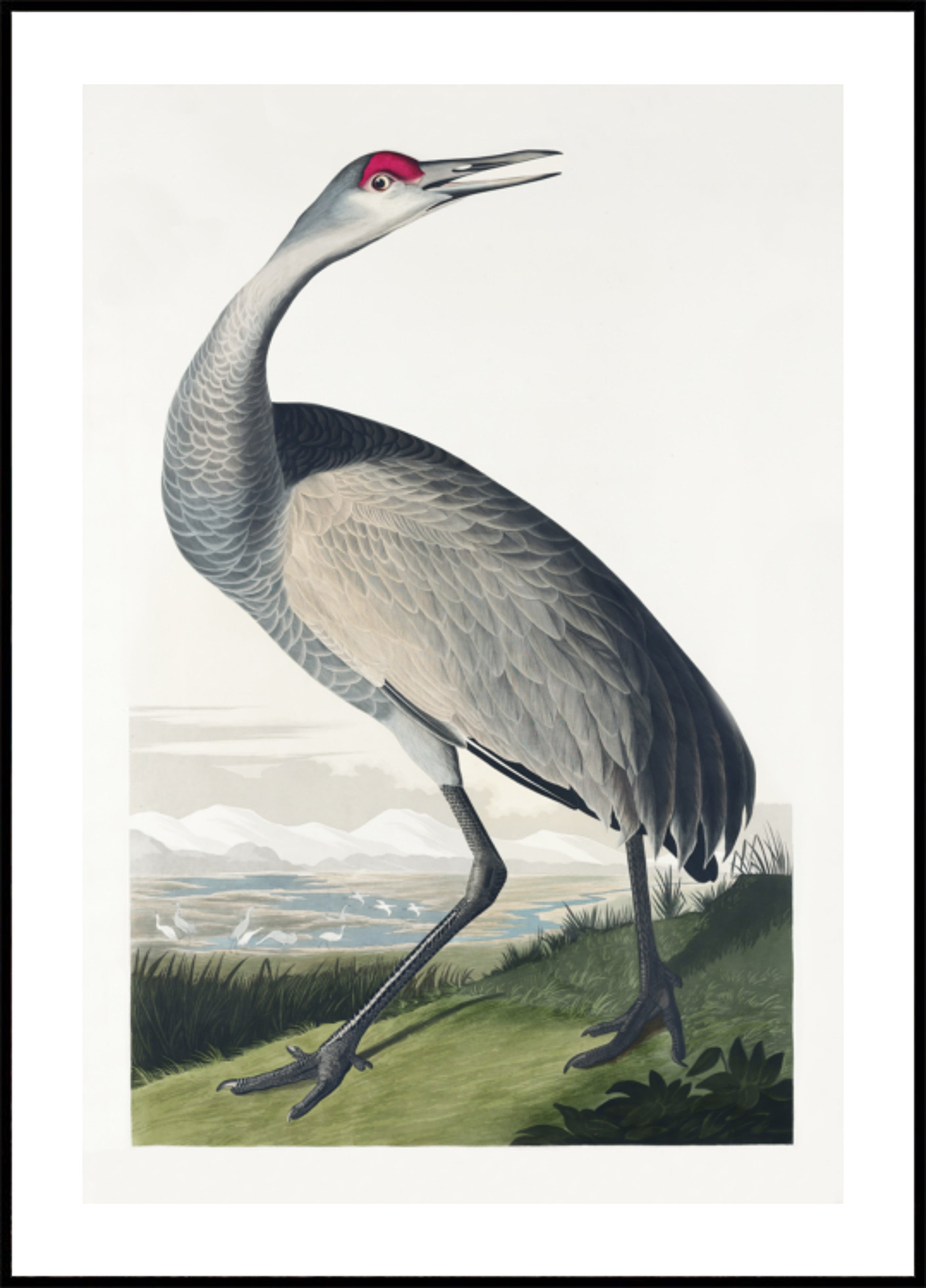 Gru convulsa da Birds of America (1827)