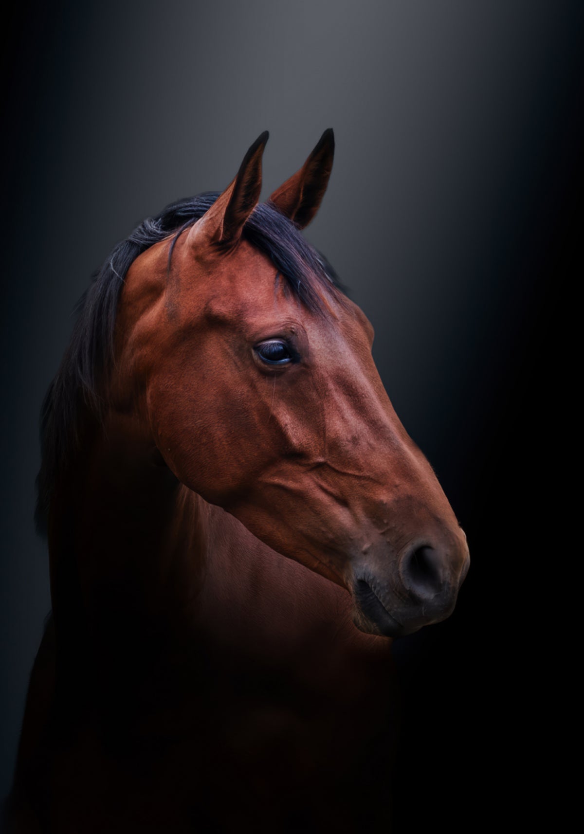Ritratto del cavallo nobile della baia