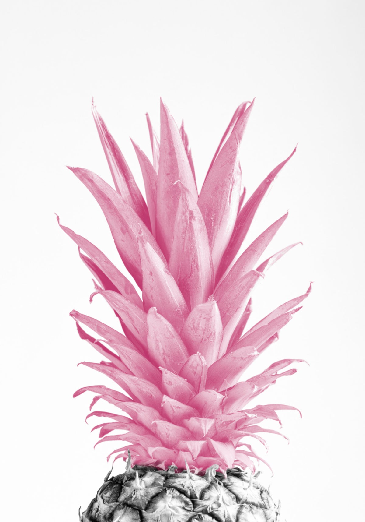 Ananas rosa tropicale