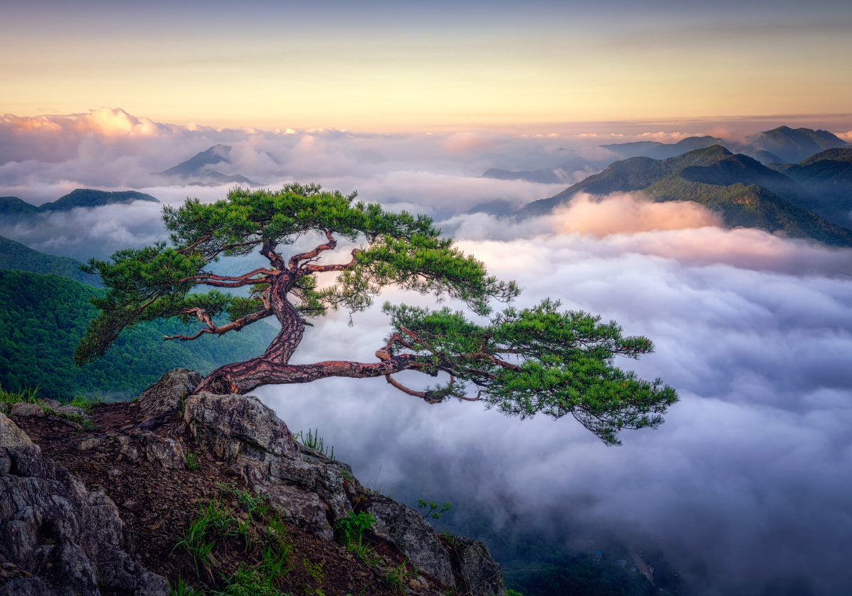 Alba della montagna dell'albero antico