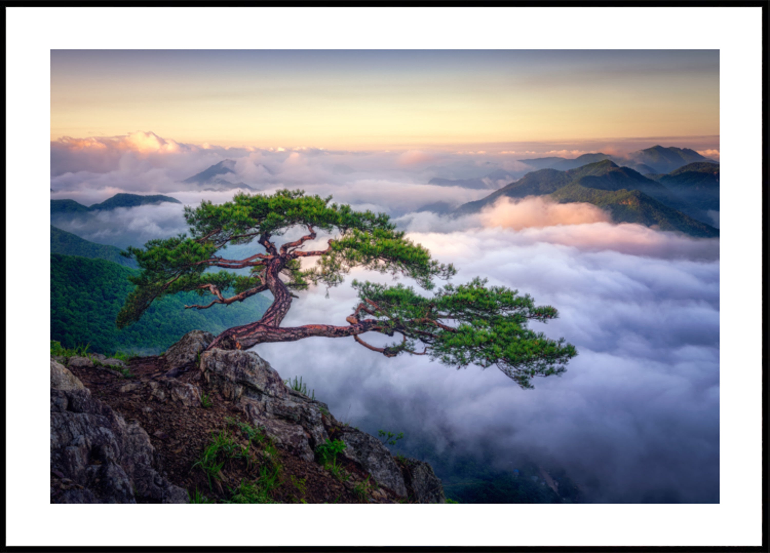 Alba della montagna dell'albero antico
