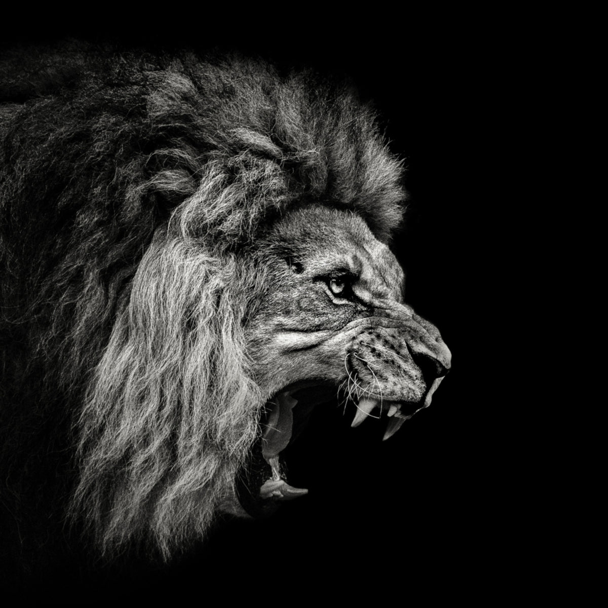 Leone ruggente feroce