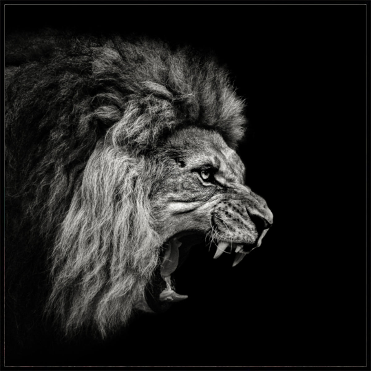 Leone ruggente feroce