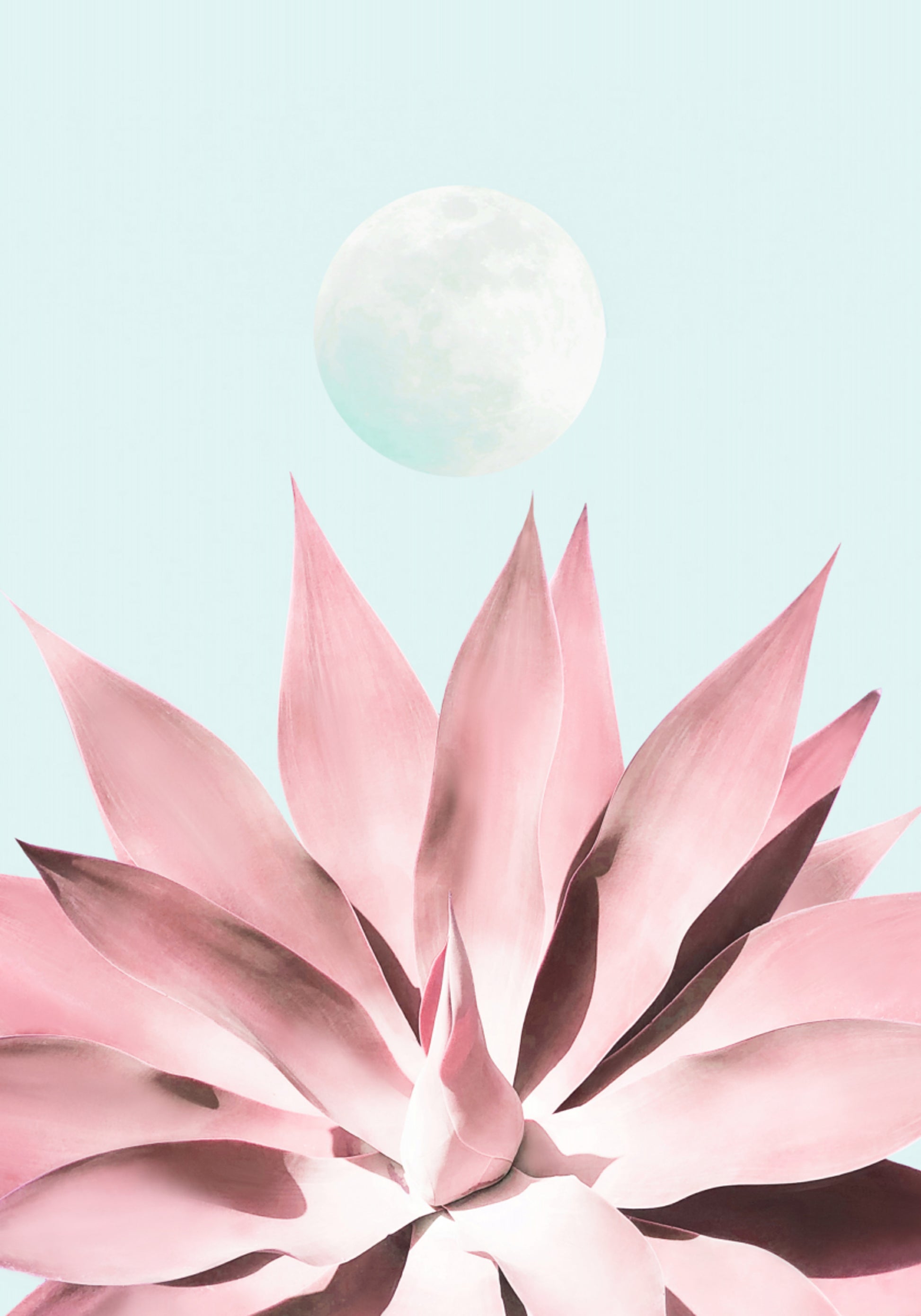 Luna succulenta rosa