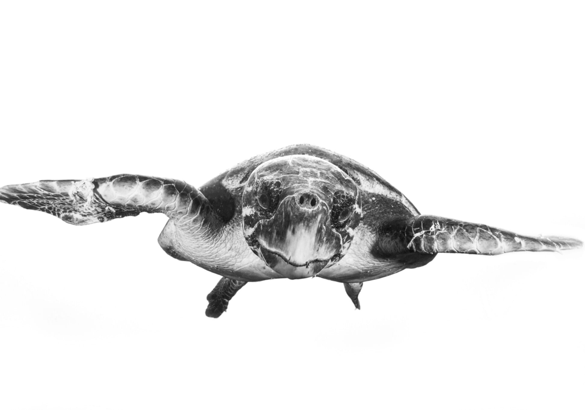 Graziosa tartaruga marina
