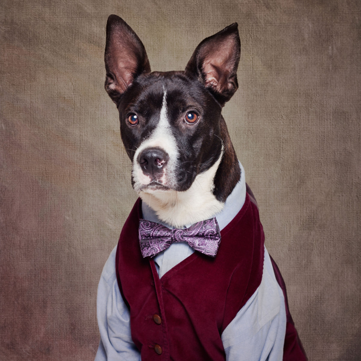 Cane elegante in gilet