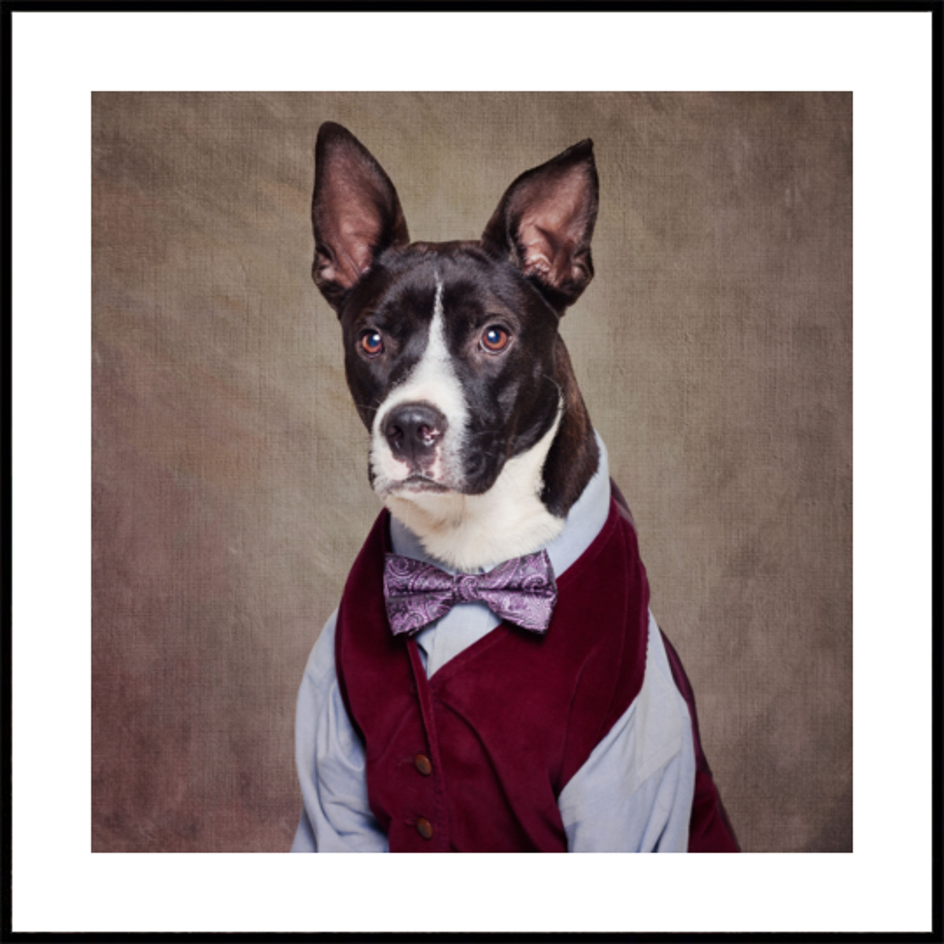 Cane elegante in gilet