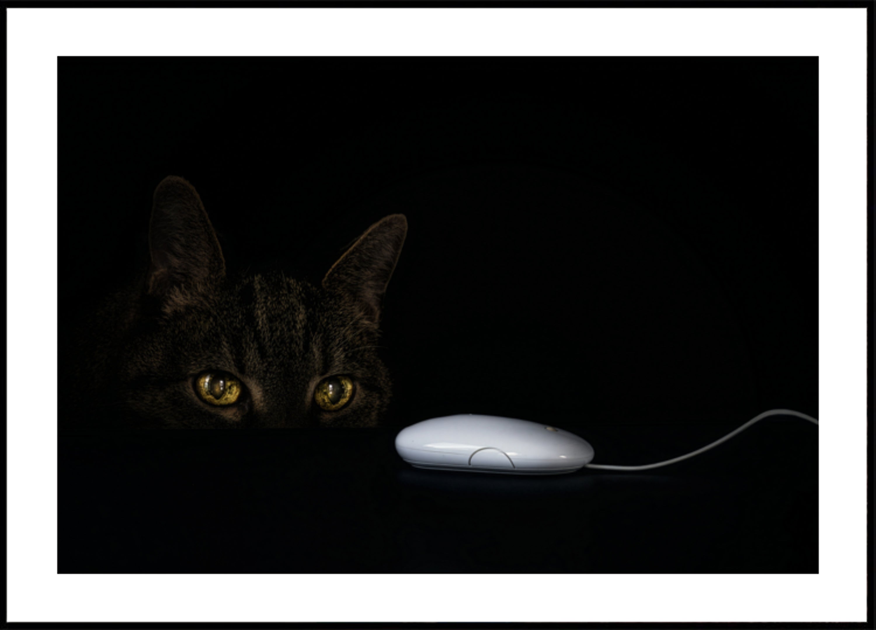 Lo sguardo curioso del gatto